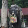 서울대공원 코끼리 ‘가자바’ 돌연 폐사…폭염이 원인?