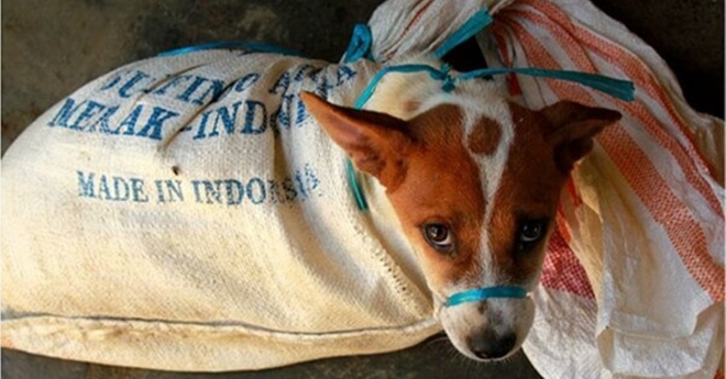 동물보호연합 DMFI(Dog Meat Free Indonesia)