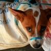 [김유민의 노견일기] 인도네시아가 개·고양이 식용을 금지한 이유