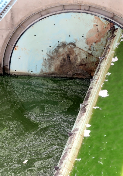 낙동강 창녕함안보 녹조