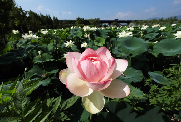 여름은 고고한 자태와 은은한 향기를 지닌 연꽃을 감상하기에 좋은 계절이다. 세미원의 페리기념연못에 피어 있는 연꽃이 분홍빛 한복으로 단장한 여인을 닮은 듯 우아하다.