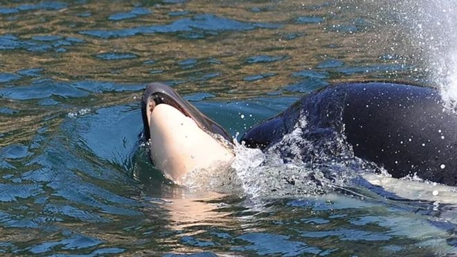 죽은 새끼(왼쪽)를 끌고 캐나다 밴쿠버섬 연안을 헤엄치던 어미 범고래.