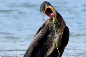 [포토] ‘가마우지의 절규’…낚싯줄에 걸린 고통의 몸부림
