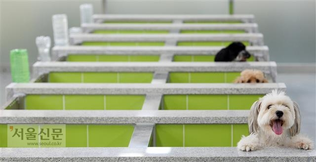 보호중인 유기견들이 사람을 보기 위해 칸막이 너머로 고개를 내밀고 있다.