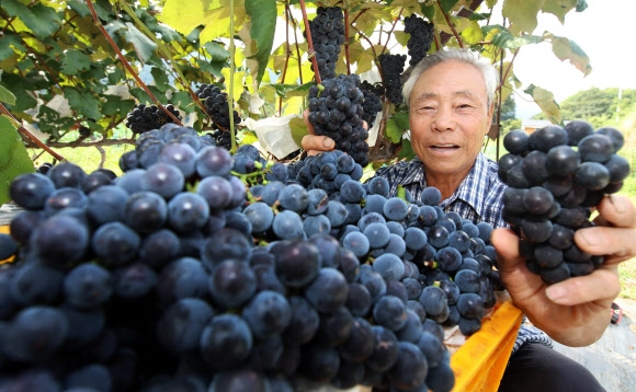 폭염도 이겨낸 지리산 포도