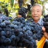 폭염도 이겨낸 지리산 포도
