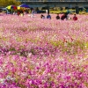 광양읍 서천변 코스모스길 ‘9월의 걷고 싶은 길’에 선정