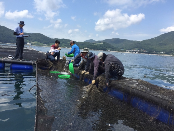 고수온 피해 예방 위한 양식어류 사전 방류
