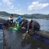 경남 양식어장 고수온 피해 막기 위해 어린 고기 바다 방류