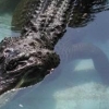 휴양지에서 산책하던 여성, 달려든 악어에 물려 끝내 사망