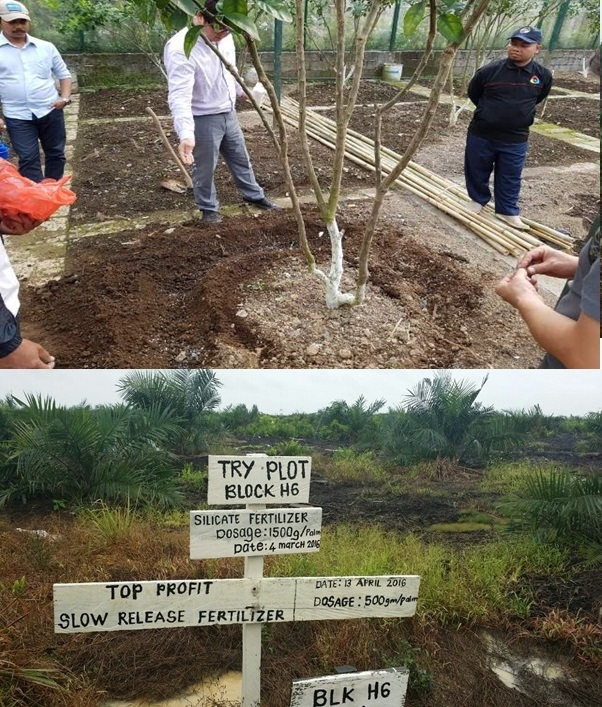 말레이시아 고무나무 농장의 기능형 복합비료 테스트 베드. 고무나무를 심고 기능형 복합비료를 주는 모습(위)과 성장속도 등을 시험재배 하는 농장의 모습(야래). RTBT 제공