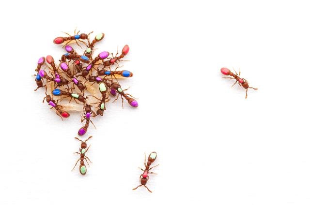 사회적 동물로 알려진 개미들은 사람보다 더 정교한 업무 분리를 해 집단을 운영하고 있다. 많은 동물행동학자들은 개미의 사회적 행동 기원과 원리에 대해 의문을 갖고 있다.  미국 록펠러대 다니엘 크로나우어 교수 제공