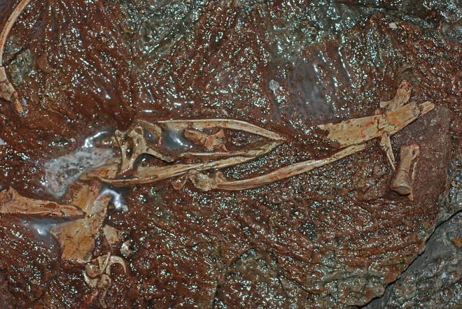 국제공동연구팀이 발견한 새와 공룡의 연결고리인 ‘시유니쿠스 펜기’의 화석 커런트 바이올로지/James Clark 제공