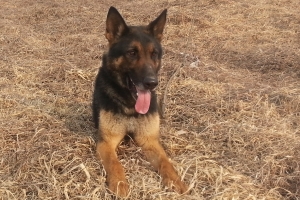 시신 수색중 죽은 경찰견 순직 처리