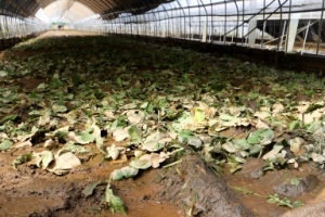 내년부터 노지배추·무·호박 등도 농작물 재해보험 대상 포함