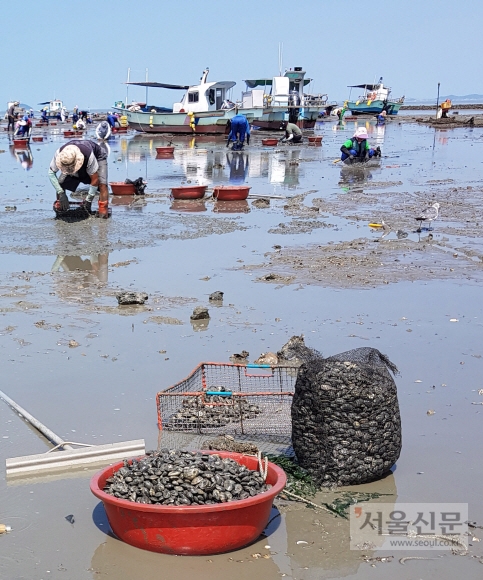 매향리 갯벌에서 주민들이 바지락을 채취하고 있다.