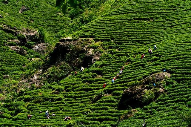 하동 전통차 농업