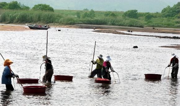 섬진강 재첩 채취