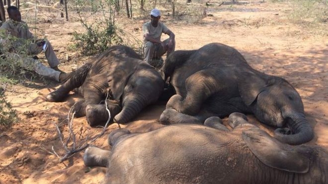 코끼리 사체 사진을 썸네일로 보여주는 건 너무 하다 싶어 코끼리 고아원에 수용된 코끼리 고아들의 모습을 소개한다. 국경 없는 코끼리 제공