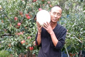 남원 사과농장서 발견된 희귀종 댕구알버섯