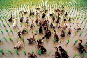 [단독] 자취 감추는 오리 농법