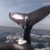 수면 위로 나타난 혹등고래 꼬리…관광객 탄 보트 습격