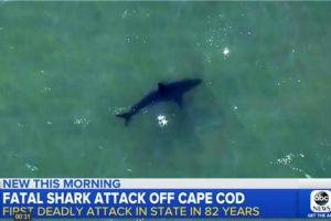미 메사추세츠에 80여년 만에 출몰한 상어 공격에 20대 서퍼 숨져