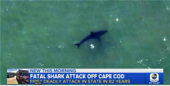지난 15일(현지시간) 낮 미국 메사추세츠주 국립해변 케이프코드에 나타난 상어에 물려 친구와 서핑을 하던 20대 남성이 사망했다. ABC방송 캡처