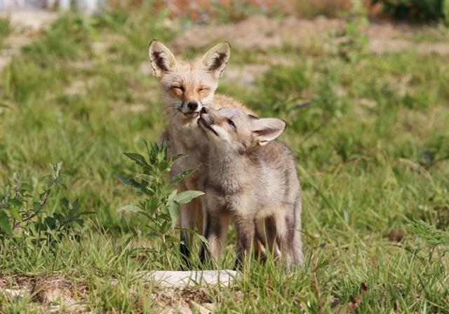 국립공원관리공단 종복원기술원이 복원에 성공해 경북 영주시 순흥면 태장리 소백산 일대에 방사한 멸종위기 1급 동물인 토종 여우. 종복원기술원 중부복원센터 제공.