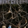 벌초 갔다가 천종산삼 12뿌리 발견…감정가 1억여원