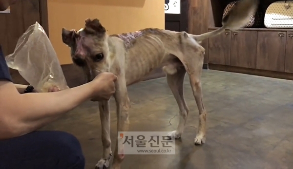 서울의 한 동물병원에서 수의사가 강건이에게 먹이를 주고 있다. (케어 제공)