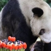 세상에서 가장 오래 산 판다 ‘신싱’…36번째 생일 맞아