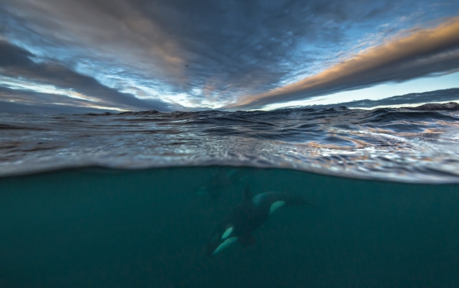 범고래가 북노르웨이해를 헤엄치고 있는 모습 사이언스/Audun Rikardsen 제공