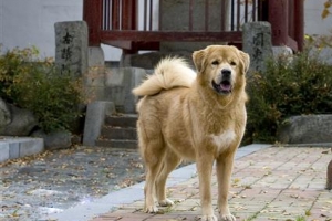 ‘오수견 고향’ 임실, 반려동물 산단 만든다