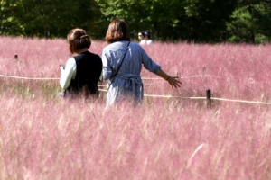 [포토]가을 물들이는 핑크뮬리