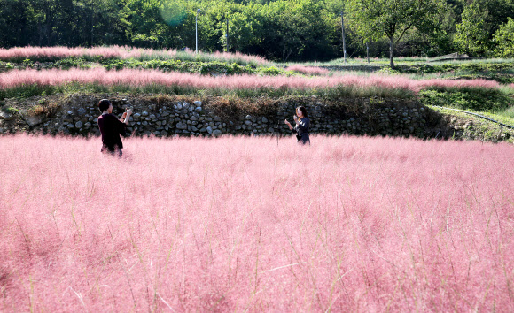 분홍색으로 물든 전북 남원시 신생마을의 핑크뮬리 군락지에서 관광객들이 사진을 찍느라 여념이 없다. 2018.10.2 <br>남원시 제공