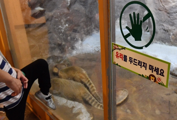 서울 시내 한 동물원을 찾은 한 아이가 사육장 유리벽을 발로 차고 있다. 주의 문구가 있어도 지키지 않으면 소용이 없다.