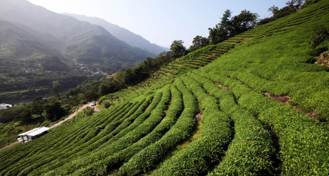 청정 지리산 자락 하동 녹차밭