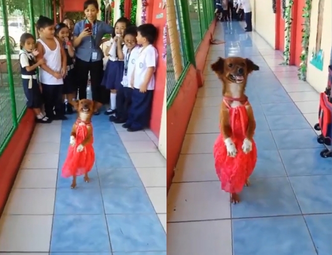 두 뒷다리로 학교 복도를 걷고 있는 포포이(Popoy)란 이름의 강아지 모습(유튜브 영상 캡처)