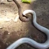 갈색 뱀을 산채로 한 입에 넣은 알비노뱀
