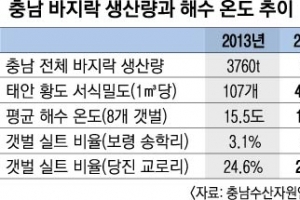 충남 “바지락 아무리 캐도 예전만큼 안 나와요”