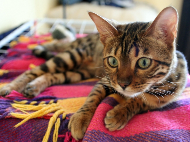 벵갈고양이. 위키피디아