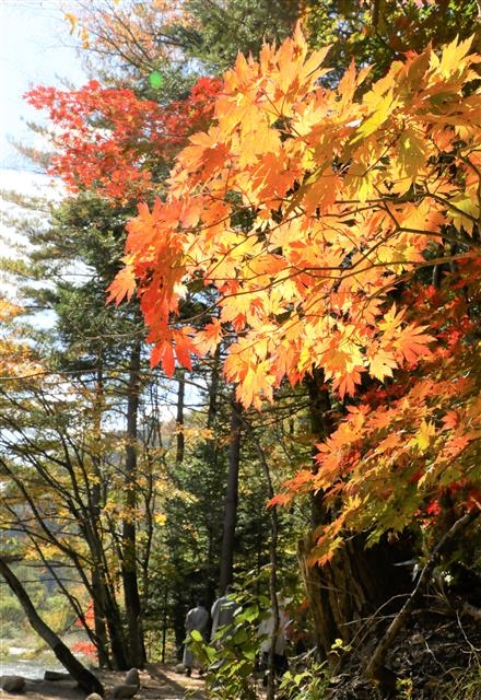 10월의 중순을 향해가는 10일 강원 평창군 오대산 선재길 나무들이 붉은색 가을 옷을 갈아입고 있다.2018.10.10 뉴스1