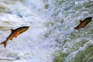 1만 6000㎞의 귀향길