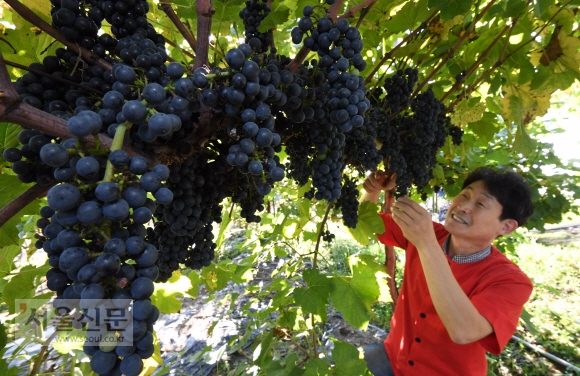 국내외 와인대회에서 여러 차례 수상한 경력이 있는 샤토미소 와이너리 안남락 사장이 와인을 만들기 위해 머루를 수확하고 있다(충북 영동군 매곡면).