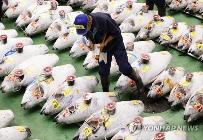 지난 11일 개장한 일본 도쿄 도요스 시장에서 첫 참치 경매가 열리고 있다. 도쿄 교도 연합뉴스