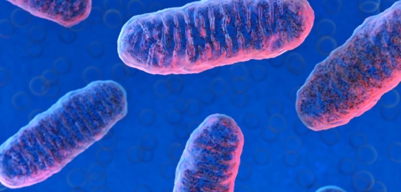 ‘세포공장’ 미토콘드리아의 이미지