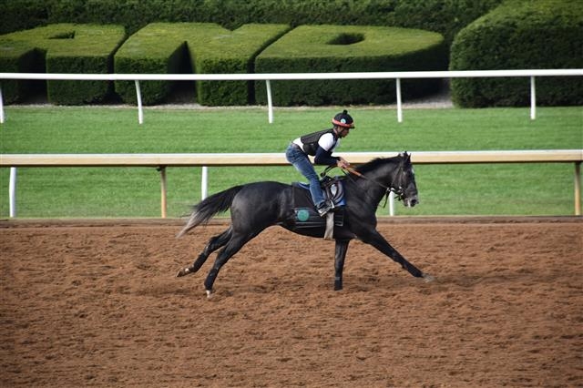 케이닉스 선발마 ‘닉스고’가 켄터키 킨랜드 경마장에서 경주하고 있는 모습.  한국마사회 제공