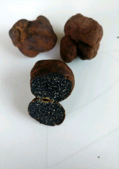 송로버섯으로 추정되는 버섯류