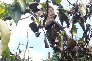 중국에서 넘어온 외래해충 한국 농,임산물 위협